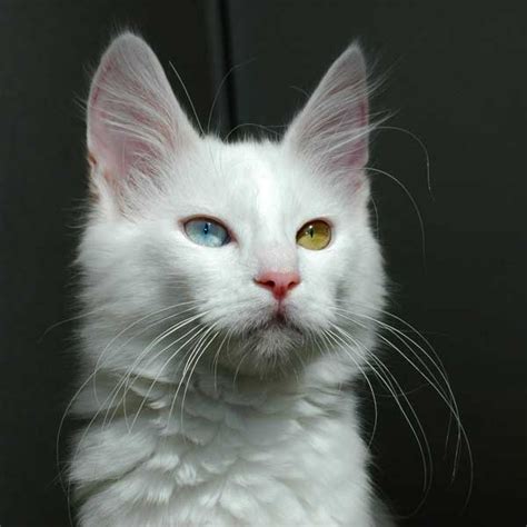 Turkish Angora Cat Breed Complete Guide | AZ Animals