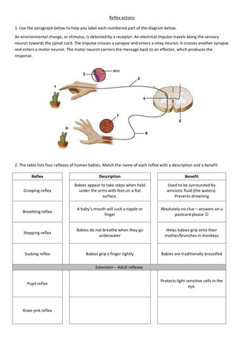 Reflex arc worksheet - C21 B6 | Teaching Resources