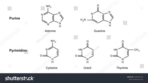 1,559 Nitrogen Base Images, Stock Photos & Vectors | Shutterstock