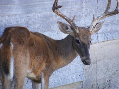 Chronic Wasting Disease