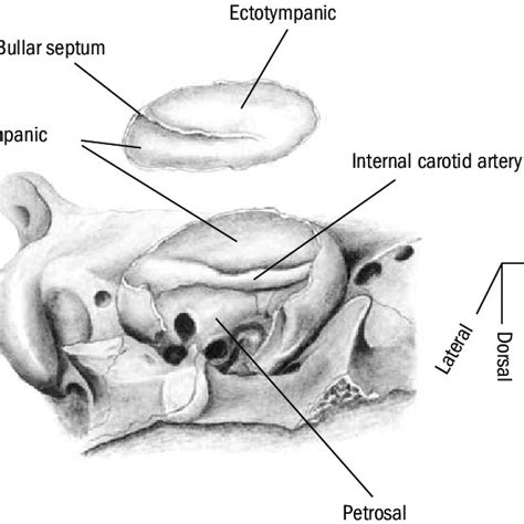 2 Ventrolateral view of basicranial morphology of a primitive canid,... | Download Scientific ...