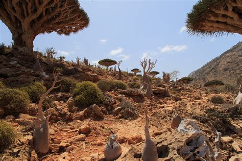 Socotra: Yemen's Forgotten Island