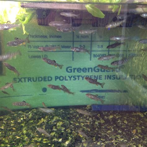 Aquaponics + Trout in the Classroom : 4 Steps - Instructables