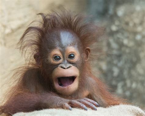 Orangutan - Baby stock image. Image of animal, cute, orangutan - 31287961