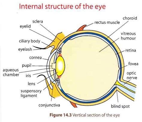 Human Eye Anatomy Model images