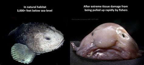 How a Blobfish (a Deep Sea Fish) Looks with and without the Extreme ...