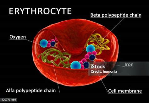 Struktur Sel Darah Merah Foto Stok - Unduh Gambar Sekarang - Besi, Darah, Bagian dari ...