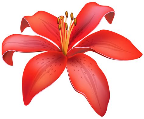 Red Lily Flower 14033594 PNG