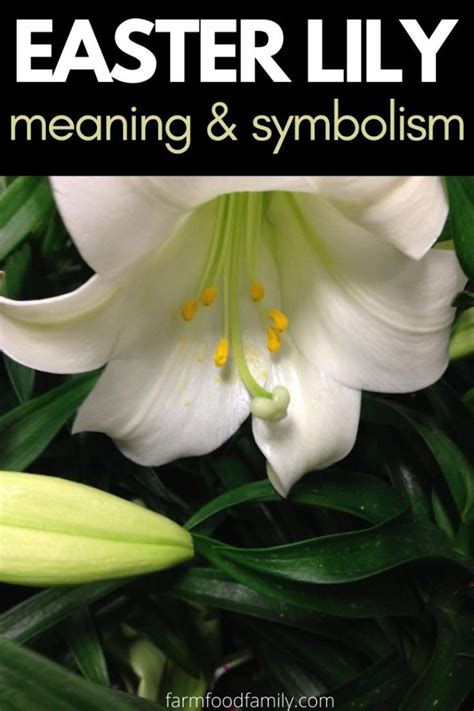 Easter Lily: Meaning & Symbolism Of Lilium Longiflorum