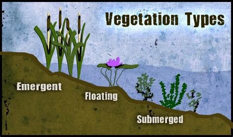 Wetlands Dominant Plants