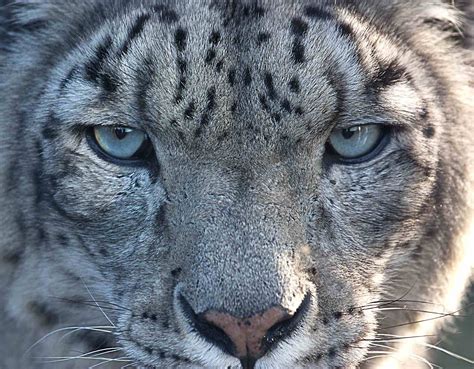 Snow Leopard Eyes