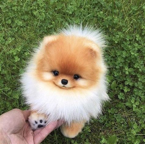 Teacup Pomeranian : r/aww