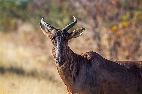 South African Animals — Animals Native to South Africa - WorldAtlas.com