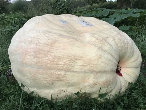 Atlantic giant pumpkin seeds - General Gardening - Growing Fruit