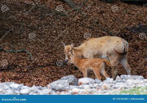 Mother Deer with Her Baby Deer Stock Image - Image of background, fold ...