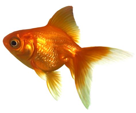 Realistic Goldfish PNG Clipart - Best WEB Clipart