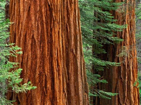 Giant Redwood Forest Wallpapers - Top Free Giant Redwood Forest Backgrounds - WallpaperAccess