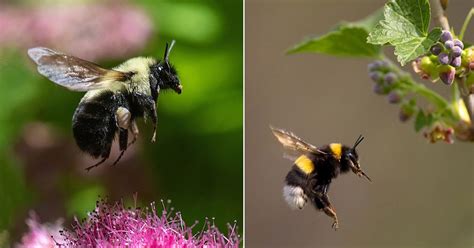 Do Bumble Bees Sting? Find Out! | Balcony Garden Web