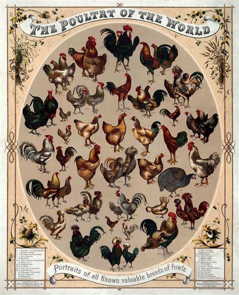 Poultry - Wikipedia