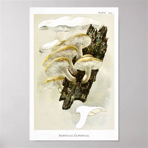 Vintage 1895 Mushrooms Tree Fungus Art Print | Zazzle