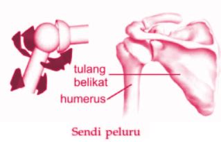 Sendi Peluru - Contoh dan Gambar Lengkap Beserta Pengertian