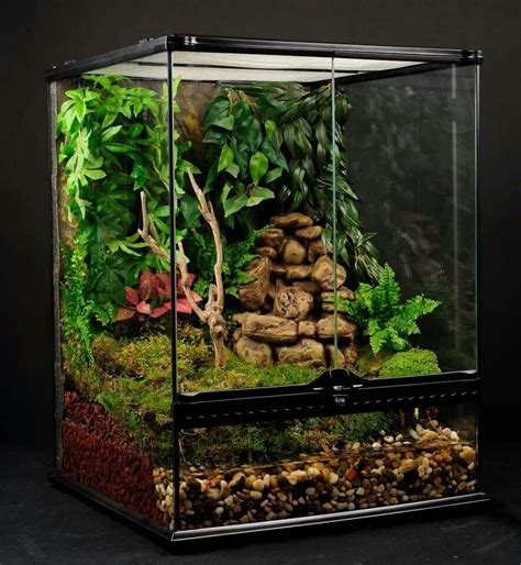 Perfect tree/ dart frog set up! | Tree frog terrarium, Frog terrarium, Dart frog vivarium