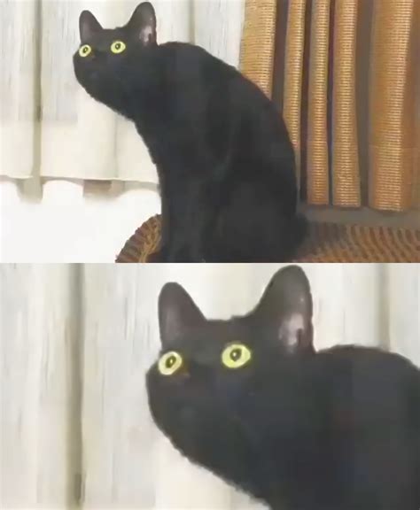 Oh no cat (upscaled, blank) Blank Template - Imgflip