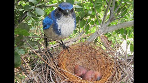 Blue Jay Nesting Time