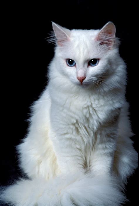 Turkish Angora Cat Breed Information, Pictures, Characteristics & Facts in 2021 | Turkish angora ...