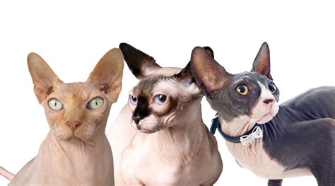 Sphynx Cat Colors: 8+ Varieties Of This Bald Breed - Love Your Cat