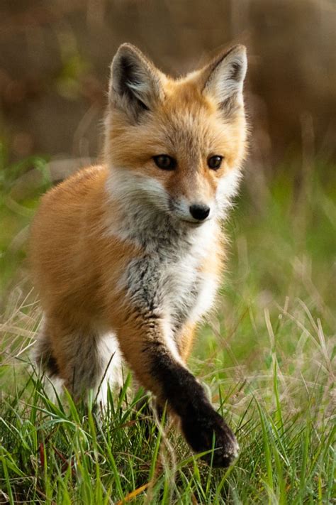 Best 25+ Cute fox ideas on Pinterest | Foxes, Fox and Fox pictures