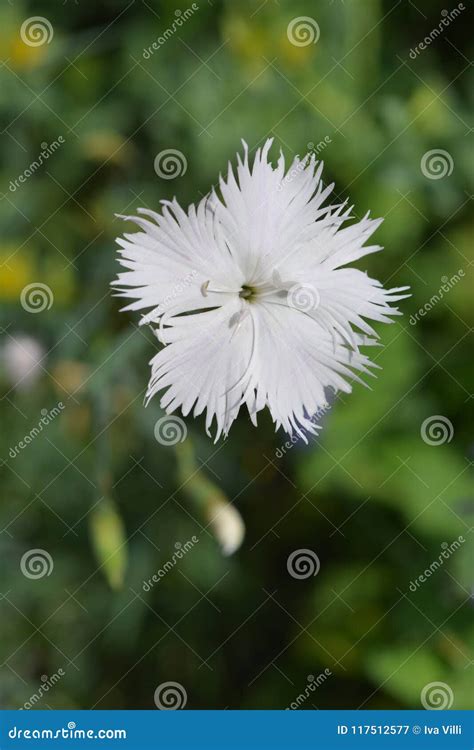 White carnation flower stock image. Image of close, nature - 117512577