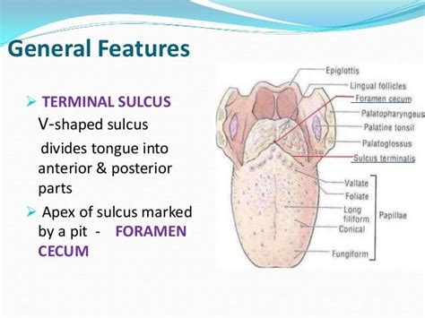 Anatomy of Tongue