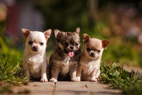 How to Care for Your Chihuahua Puppies -- Furry Babies