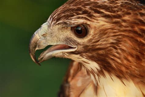 Hawk Eyes Photograph by Dan Sproul