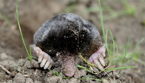 Difference Between a Mole & a Shrew | Sciencing