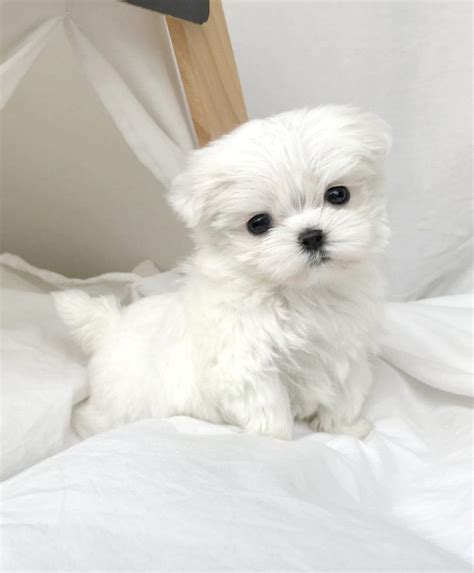 Mini Maltese Puppies For Sale Near Me, Teacup Maltese Puppies Breeder | Maltese puppies for sale ...