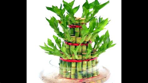 How to grow lucky bamboo || lucky bamboo care & tips | Gardening