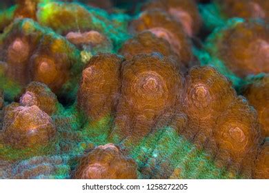 Close Detail Colorful Coral Reef Polyps Stock Photo 1258272205 | Shutterstock