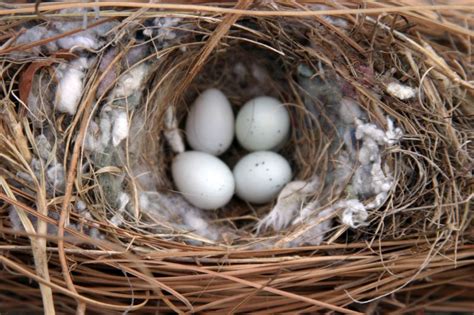 Identifying House Sparrow Eggs - Daily Birder