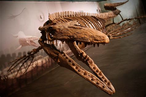 Giant mosasaur fossil gets companion display at Manitoba museum | CTV News