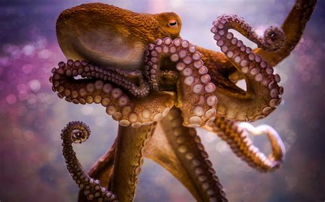 Octopus Tentacles For - High Resolution Octopus - -, Octopus Art HD wallpaper | Pxfuel