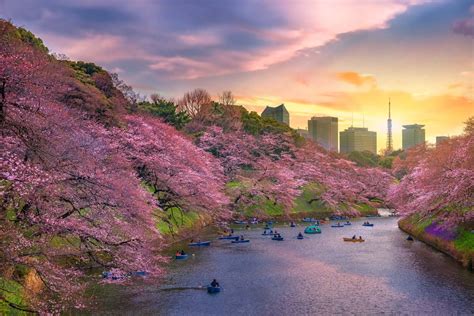 Tokyo Cherry Blossoms: The 10 Best Viewing Spots of 2021 - Tokyo Night Owl