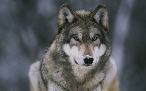 Full Hd Wallpaper Search - Wolf Best (#129517) - HD Wallpaper & Backgrounds Download