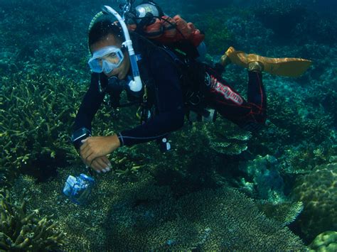 PADI Divemaster Course - Borneo Divers - Diving in Sipadan, Mabul and ...