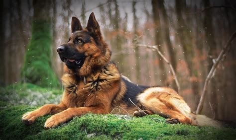 Free German Shepherd Wallpaper | PixLith