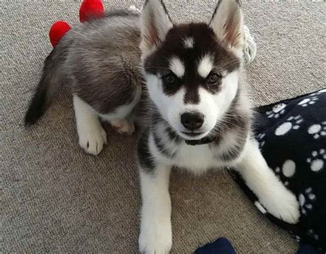 Alaskan Malamute Siberian Husky Mix Puppies | PETSIDI