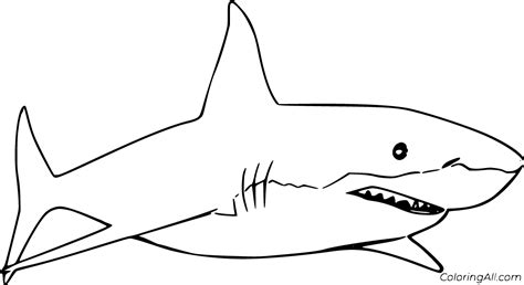 Great White Shark Worksheets Coloring Pages