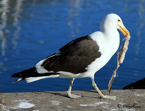 HoppyPhoto: Seagull eating fishbones