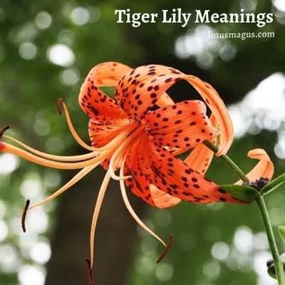 Tiger Lily Meaning: Spiritual Symbolism, Language of Flowers Love